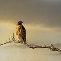 Morning Hawk