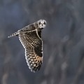 Short-eared Owl