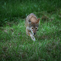 Smoky Mountain Coyote