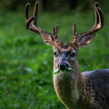 Smoky Mountains White Tail Buck in Lush Greenery